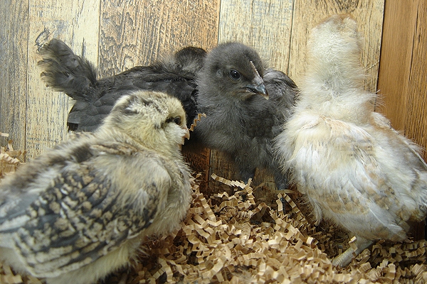 4 Pullet Chicks Week 2 - Steel Blue & Easter Egger